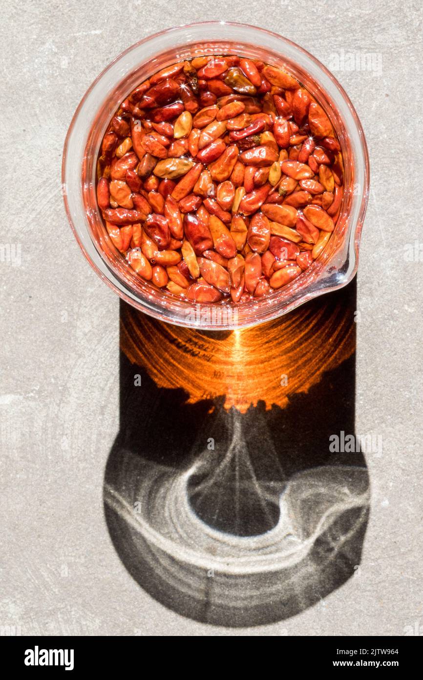 Afrikanische Vogelauge-Chili, Piri-Piri-Pfeffer, der in hochprozentigem Alkohol infundiert wird, um eine Tinktur zu bilden Stockfoto