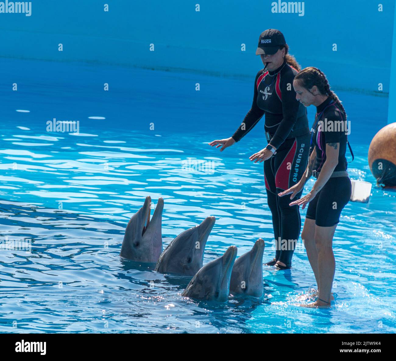 Kubaner, Trainer, die mit Delfinen arbeiten. Ihnen Tricks beibringen, um im Nationalen Acquarium von Kuba aufzutreten. Stockfoto