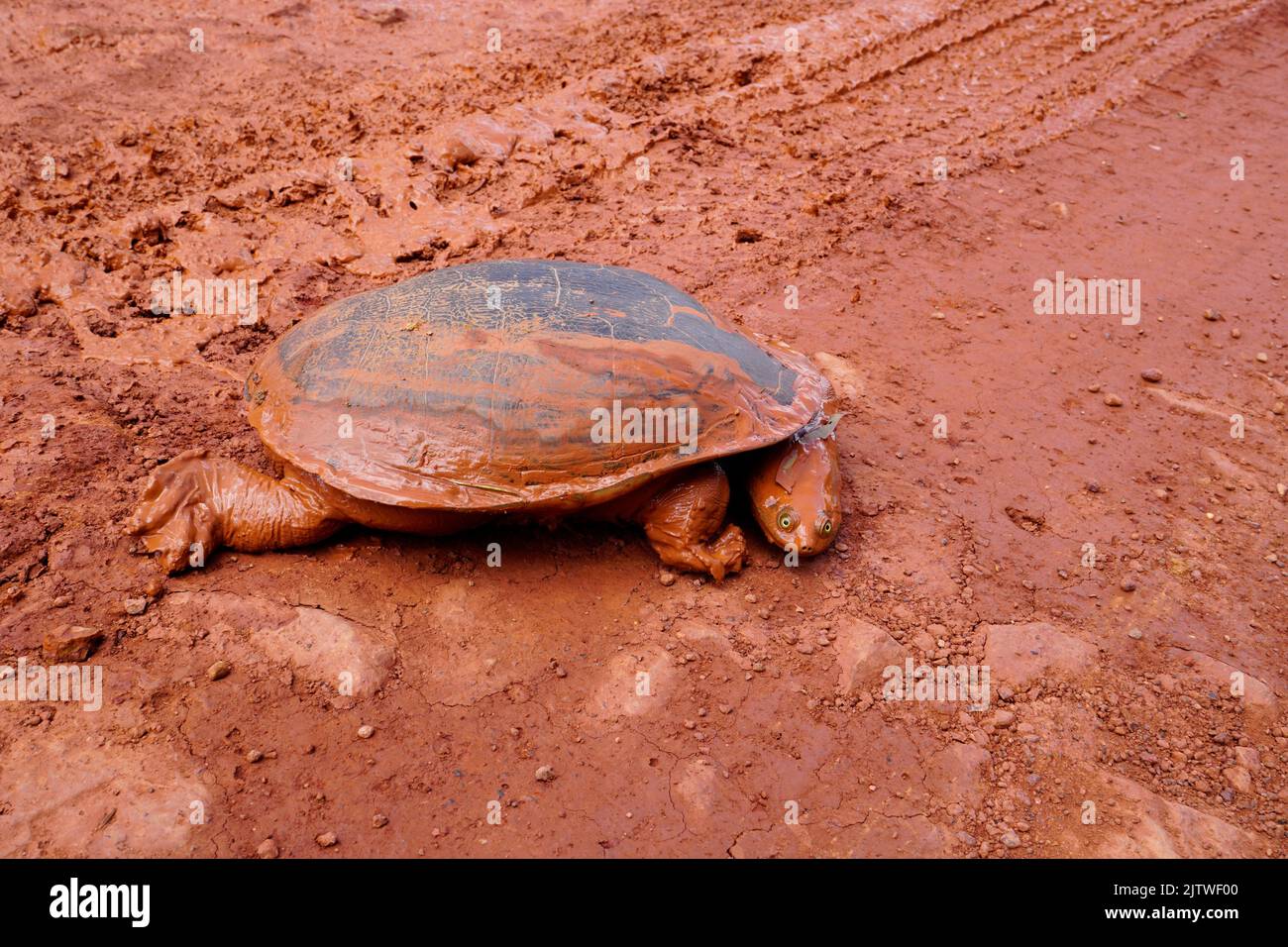 östliche Langhalsschildkröte auf einer schlammigen Schotterstraße Cape York Australien Stockfoto