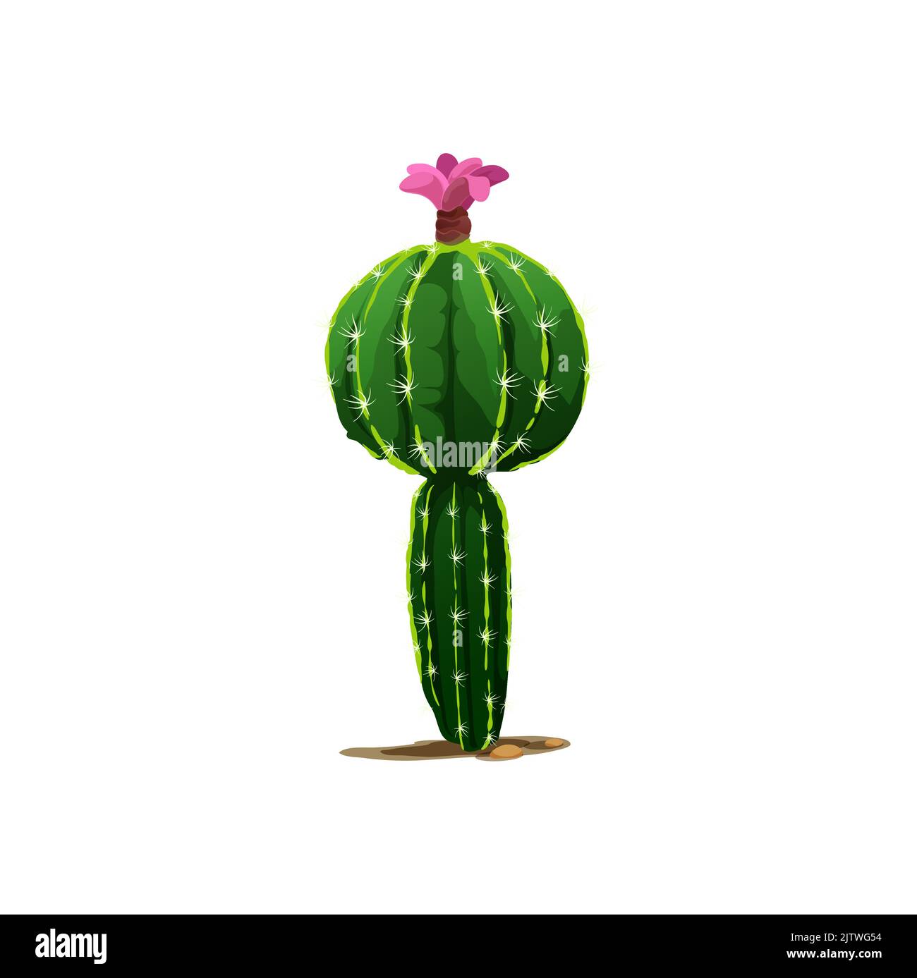 Kaktus mit rosa Blütenblüte isoliert stachelige Pflanze. Vektor skandinavischen oder indischen Kakteen, westlichen opuntia tropischen botanischen Kaktus. Grüne mexikanische Wüste Kaktus Cartoon Sukkulente mit Spikes Stock Vektor