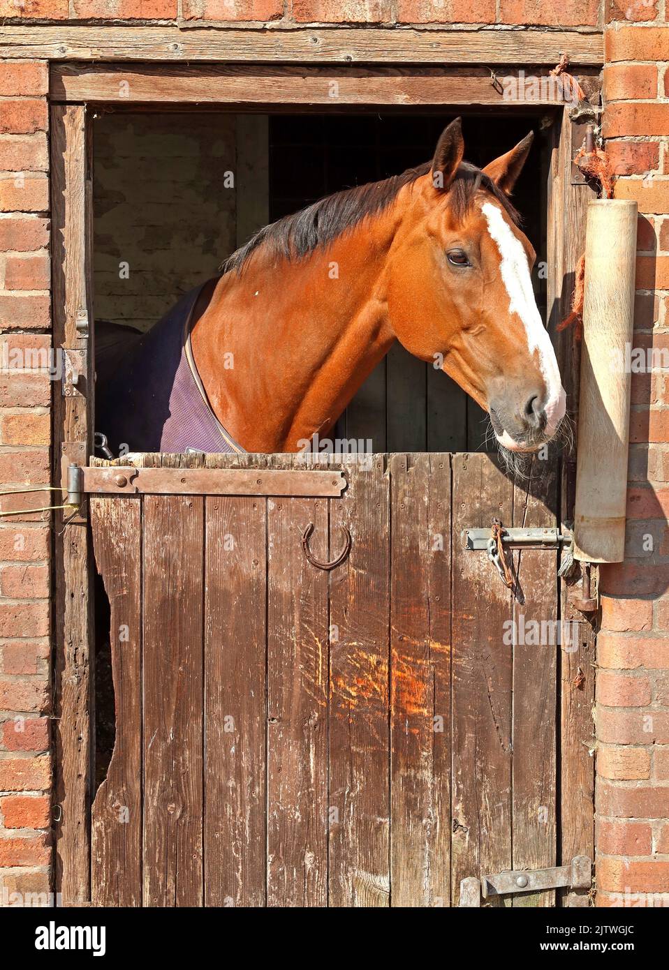 Das Pferd blickt aus dem Stall in Lymm Rd, Thelwall, Warrington, Cheshire, England, UK, WA4 2TG Stockfoto