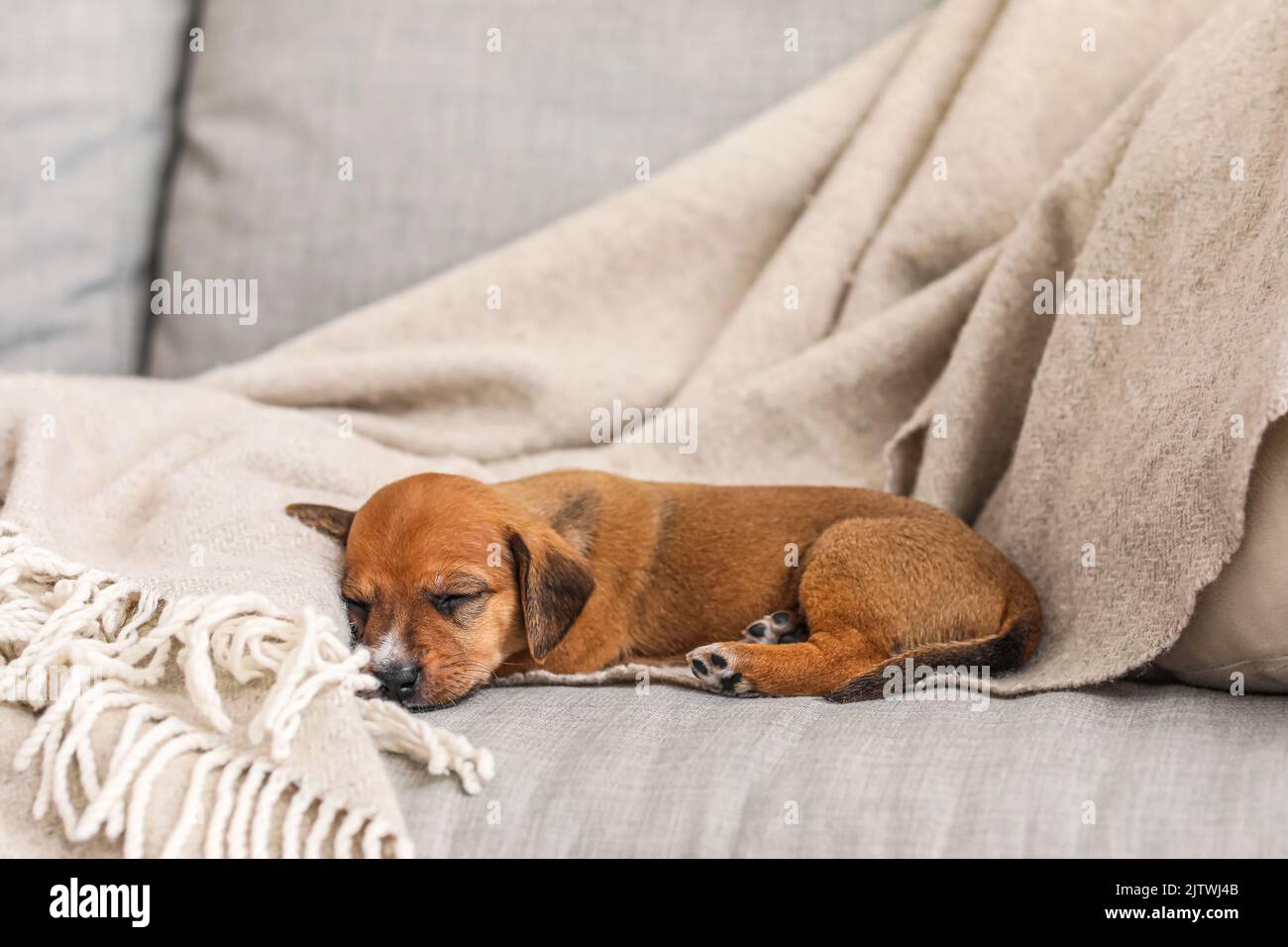 Niedlichen Welpen schlafen auf dem Sofa zu Hause Stockfoto