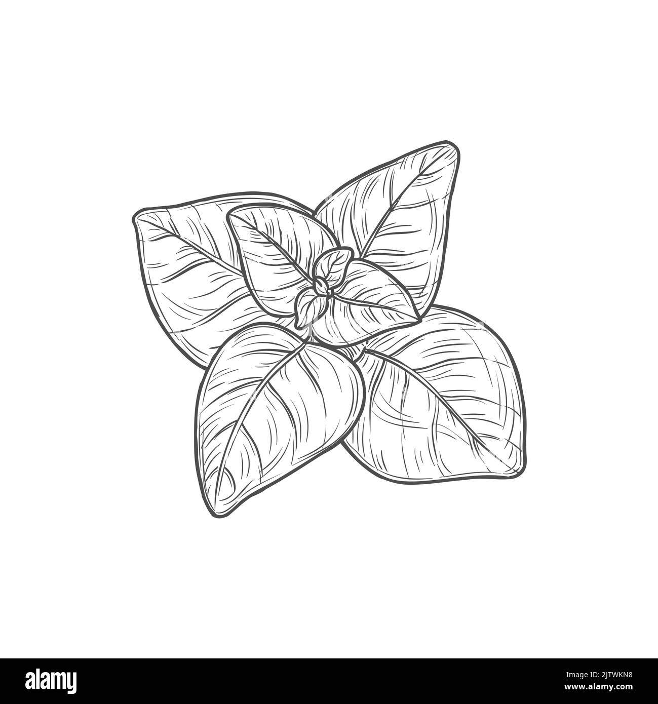 Skizze Minzblätter, Vektor Menthol oder Spearmint aromatische Gartenpflanze. Handgezeichneter melissa Kräuterzweig, Kochzutat isoliert auf weißem Hintergrund Stock Vektor