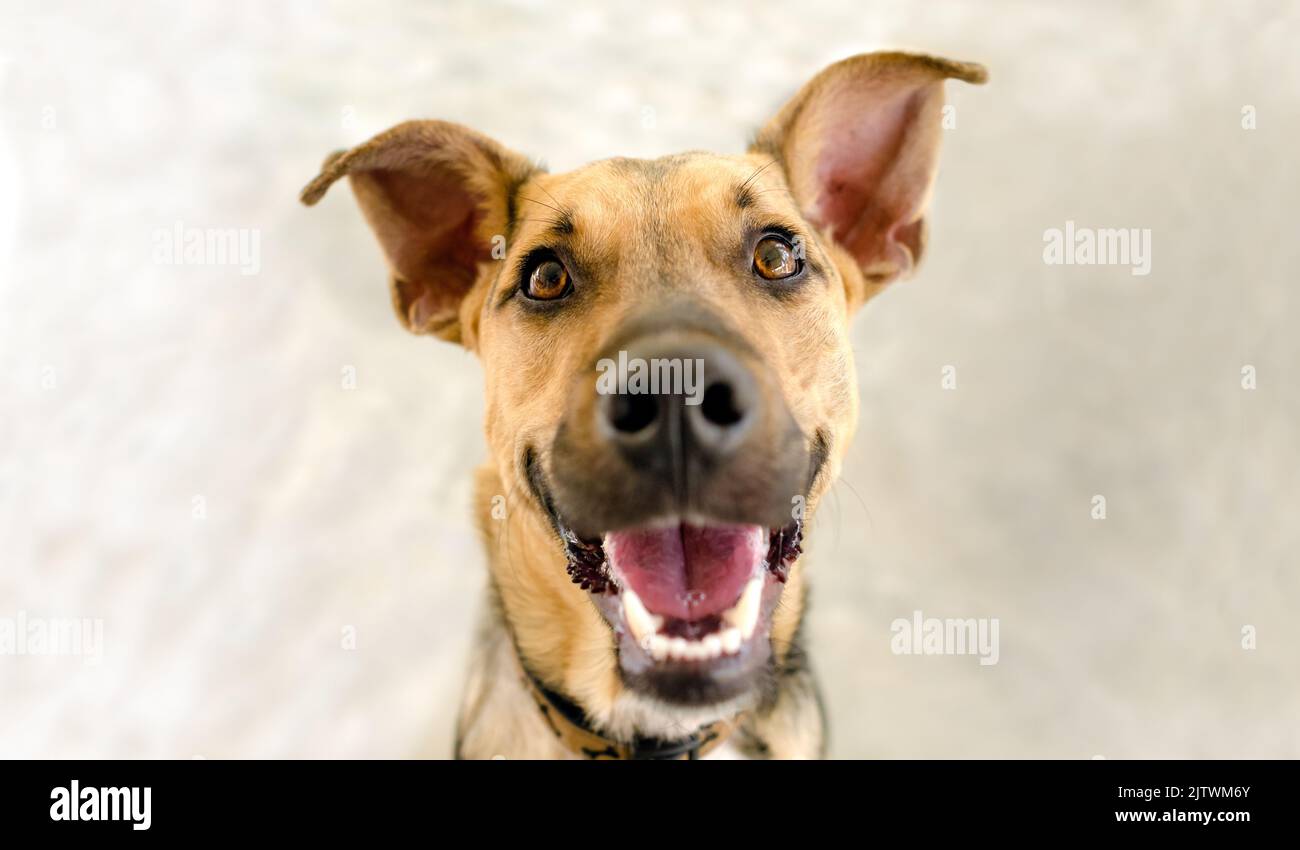 Ein fröhlicher, witziger Hund sieht sehr aufgeregt aus mit Einem großen Lächeln auf seinem Gesicht Stockfoto