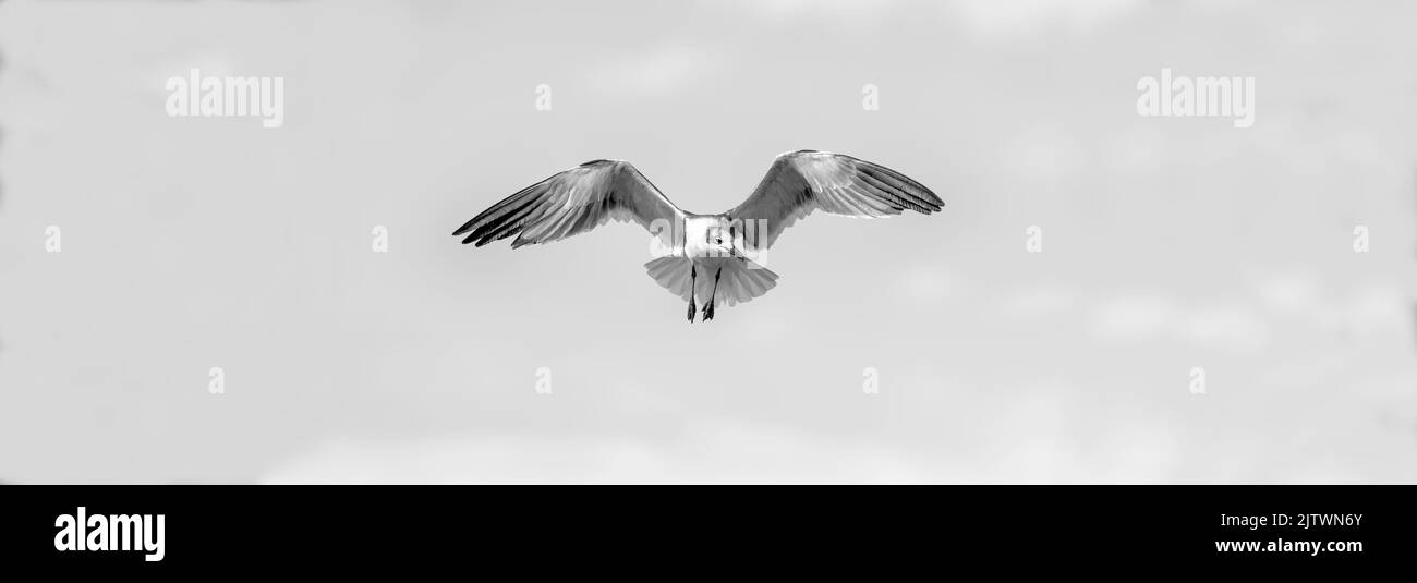 Ein Möwenvogelvögel breitet seine Flügel im Flug im Schwarz-Weiß-Banner-Bildformat vollständig aus Stockfoto