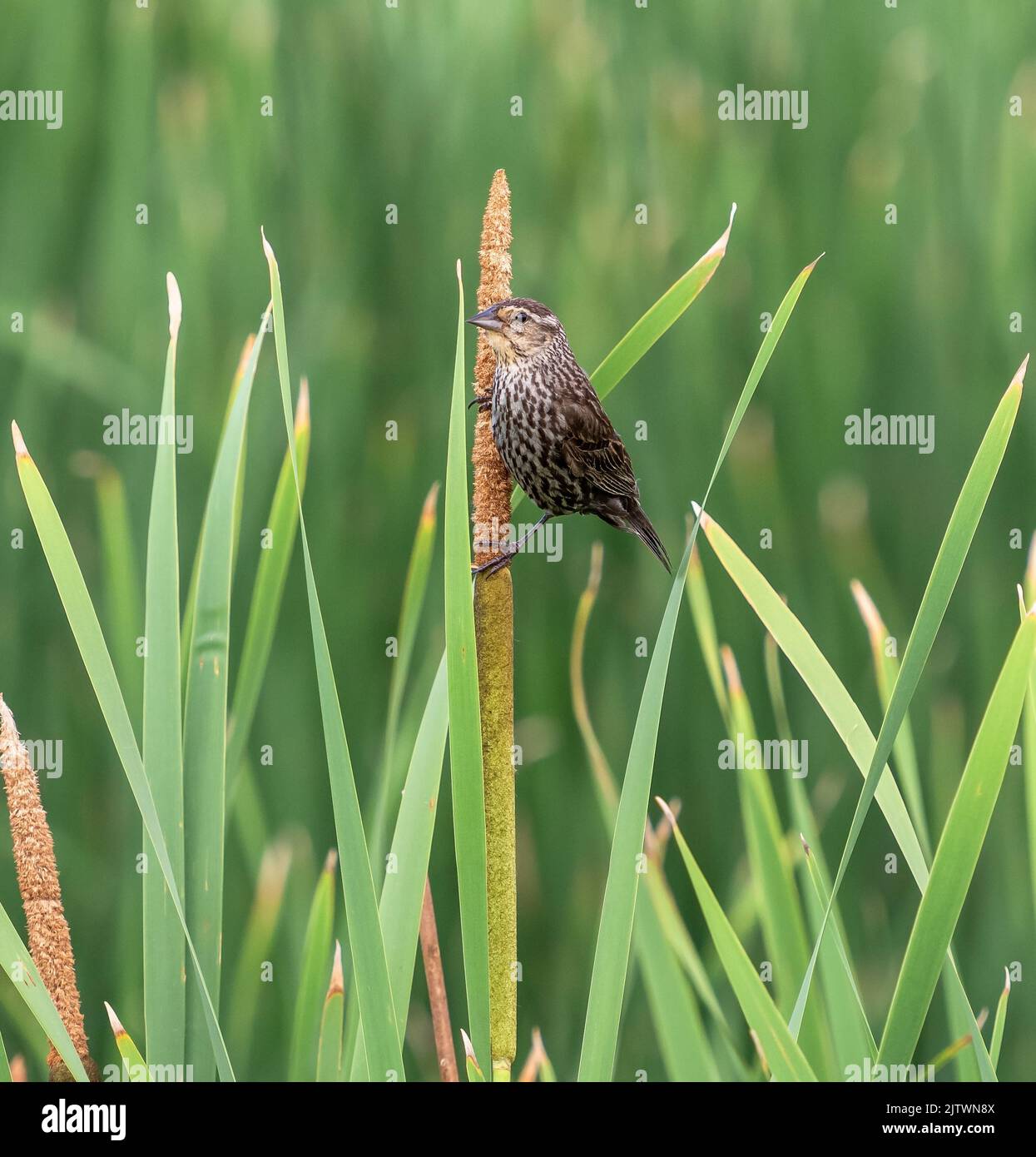 Ein Rotflügeliger Amsel hält sich an einen frischen Rohrschwanz, der von grünen Schilfblättern umgeben ist. Stockfoto