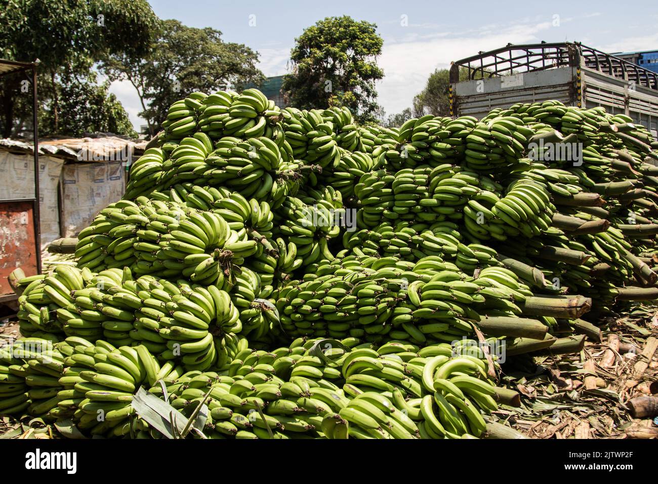 Nakuru, Kenia. 01. September 2022. Blick auf grüne Bananen auf einem Frischemarkt in Nakuru Town. Die Inflation in Kenia stieg im August, dem Monat, in dem die Parlamentswahlen stattfanden, auf 8,5 %, wobei die Nahrungsmittelinflation bei 15,3 % lag. Der Anstieg ist seit März 2022 im Aufwärtstrend. (Foto von James Wakibia/SOPA Images/Sipa USA) Quelle: SIPA USA/Alamy Live News Stockfoto