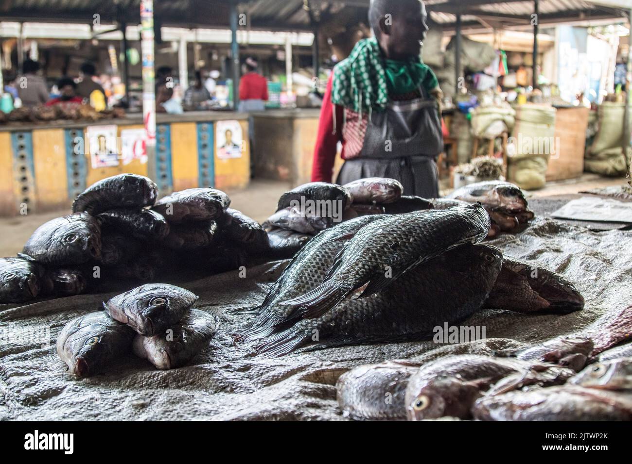 Nakuru, Kenia. 01. September 2022. Ein Händler verkauft Fisch auf dem Frischemarkt von Nakuru Town. Die Inflation in Kenia stieg im August, dem Monat, in dem die Parlamentswahlen stattfanden, auf 8,5 %, wobei die Nahrungsmittelinflation bei 15,3 % lag. Der Anstieg ist seit März 2022 im Aufwärtstrend. (Foto von James Wakibia/SOPA Images/Sipa USA) Quelle: SIPA USA/Alamy Live News Stockfoto