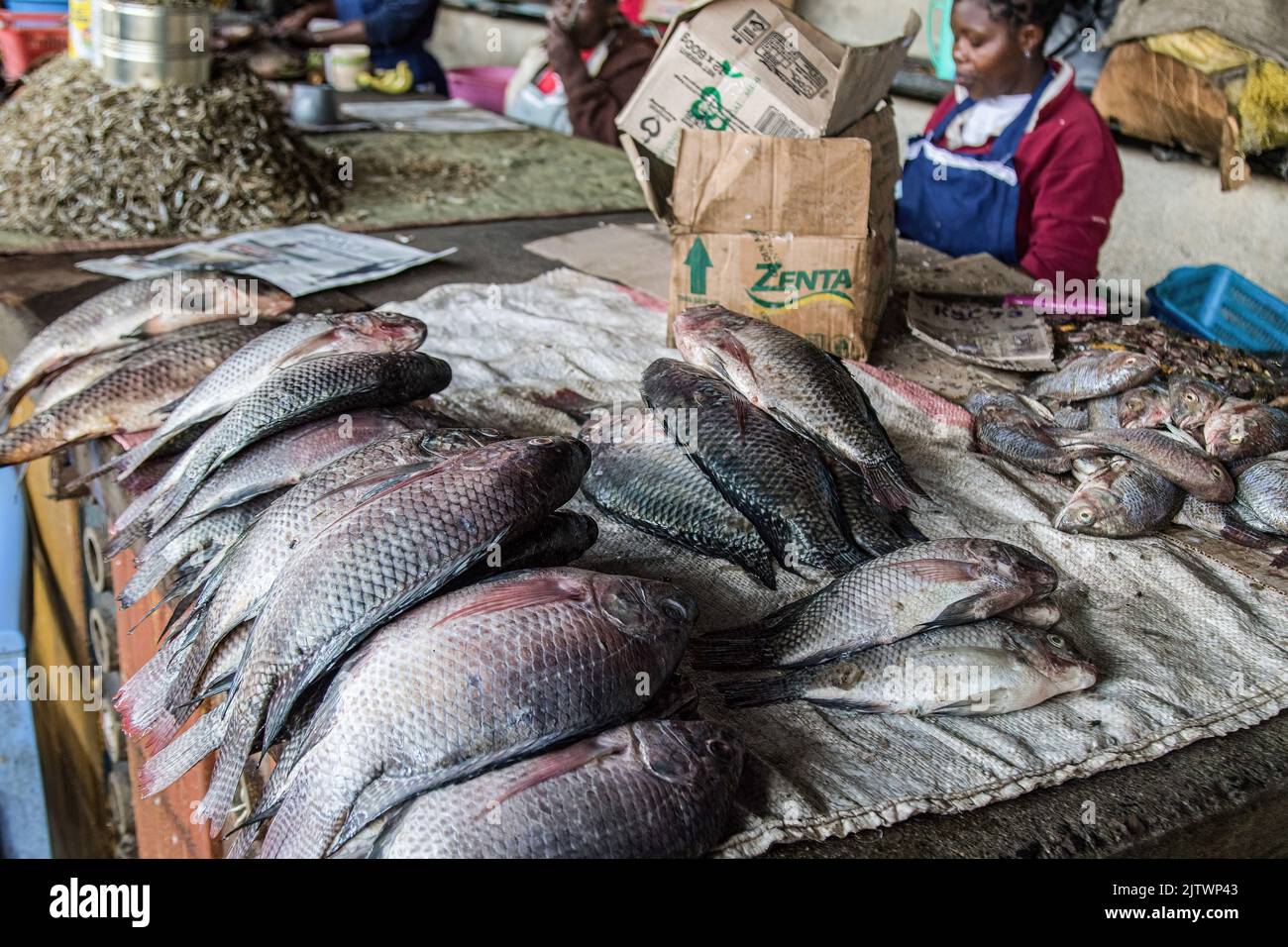 Nakuru, Kenia. 01. September 2022. Ein Händler verkauft Fisch auf dem Frischemarkt von Nakuru Town. Die Inflation in Kenia stieg im August, dem Monat, in dem die Parlamentswahlen stattfanden, auf 8,5 %, wobei die Nahrungsmittelinflation bei 15,3 % lag. Der Anstieg ist seit März 2022 im Aufwärtstrend. (Foto von James Wakibia/SOPA Images/Sipa USA) Quelle: SIPA USA/Alamy Live News Stockfoto