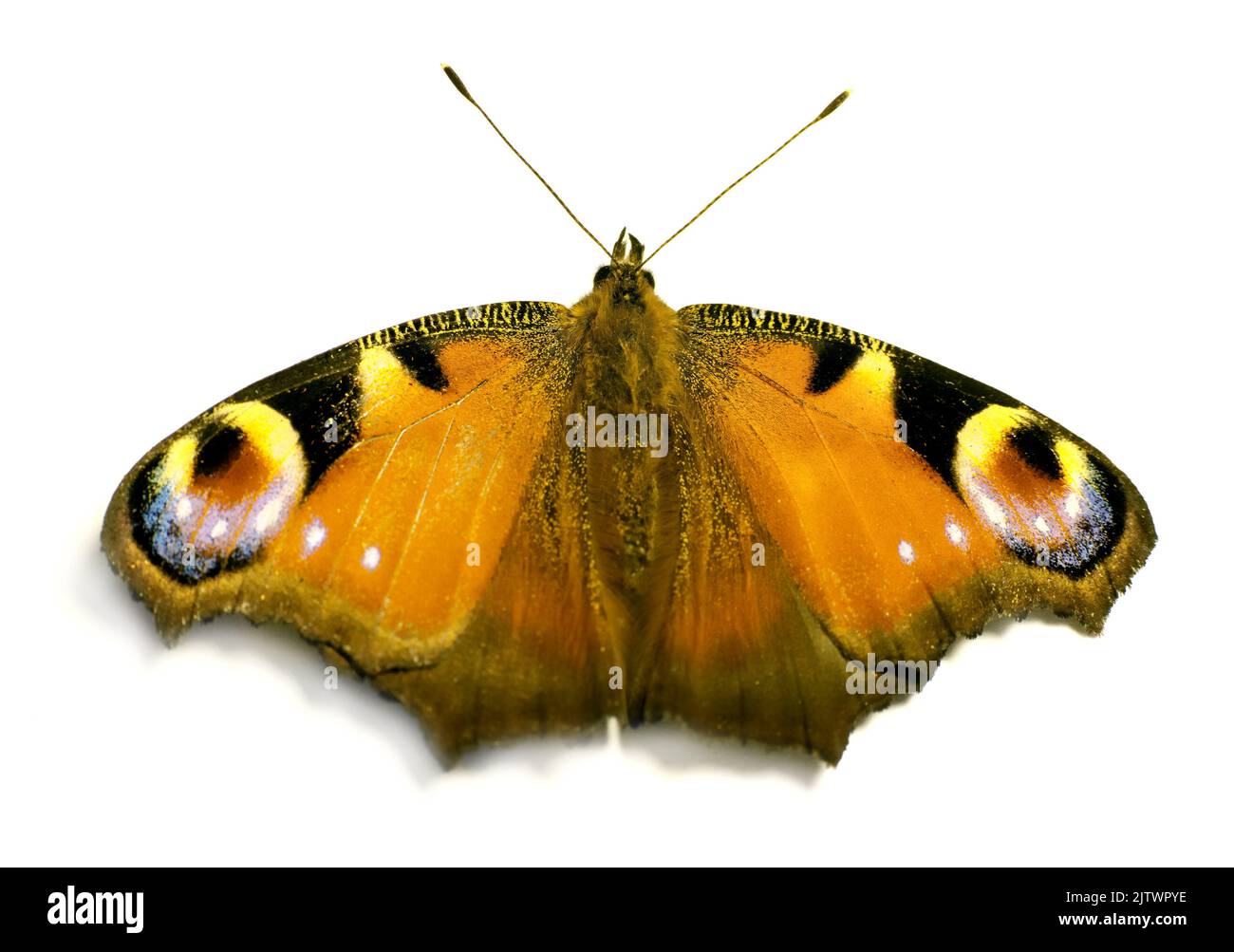 Schmetterling - Europäischer Pfauenschmetterling. Europäischer Pfauenschmetterling (Inachis-io). Stockfoto