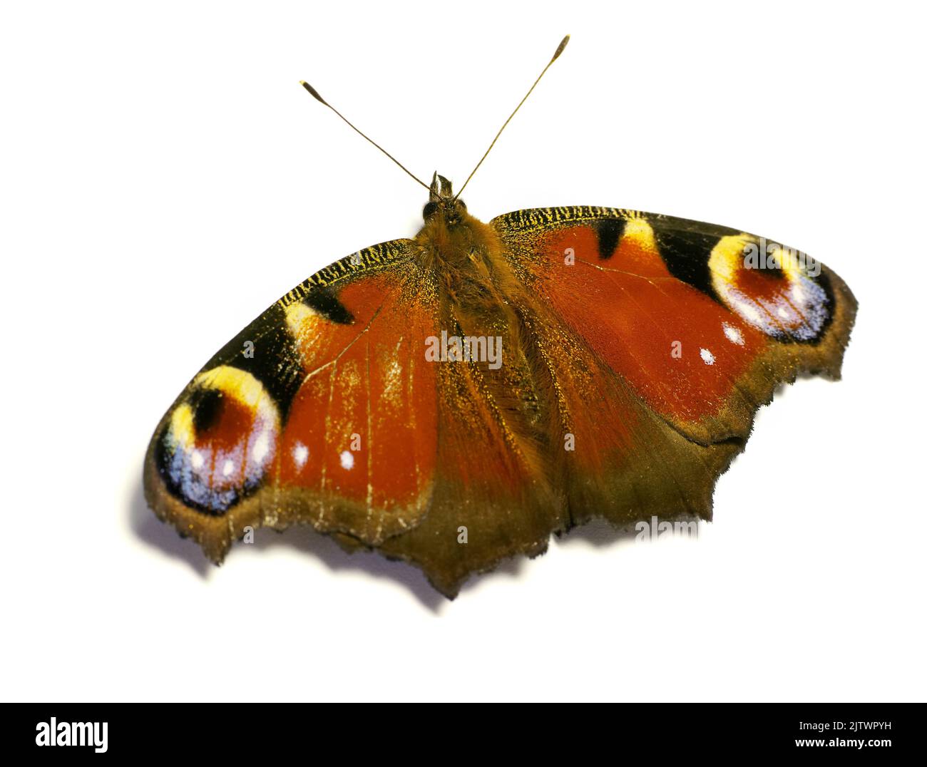Schmetterling - Europäischer Pfauenschmetterling. Europäischer Pfauenschmetterling (Inachis-io). Stockfoto