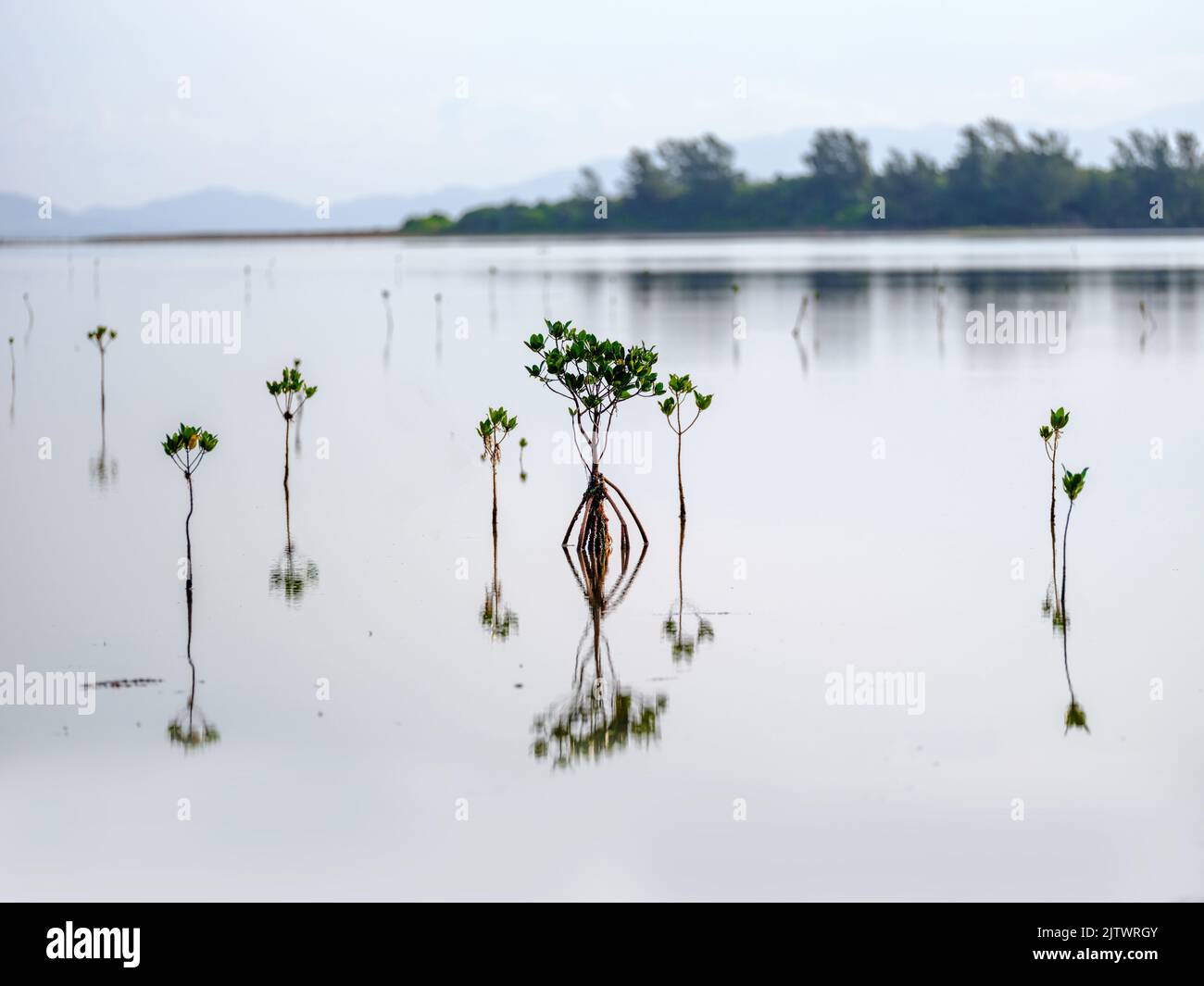 Mangrove Stockfoto