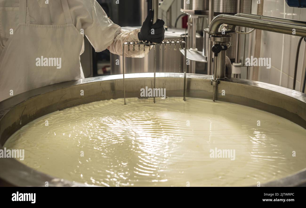 Der Prozess der Herstellung verschiedener Käsesorten in der Industrie. Käseherstellung aus natürlicher Milch und Erhaltung der Traditionen Stockfoto