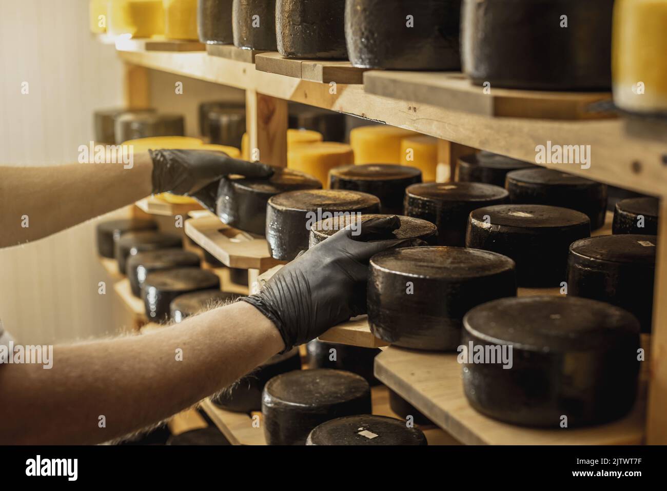 Ein Landwirt überschlägt Käseköpfe auf Holzregalen im Käsereilager. Das Konzept der Herstellung von europäischen Käse- und Milchprodukten Stockfoto