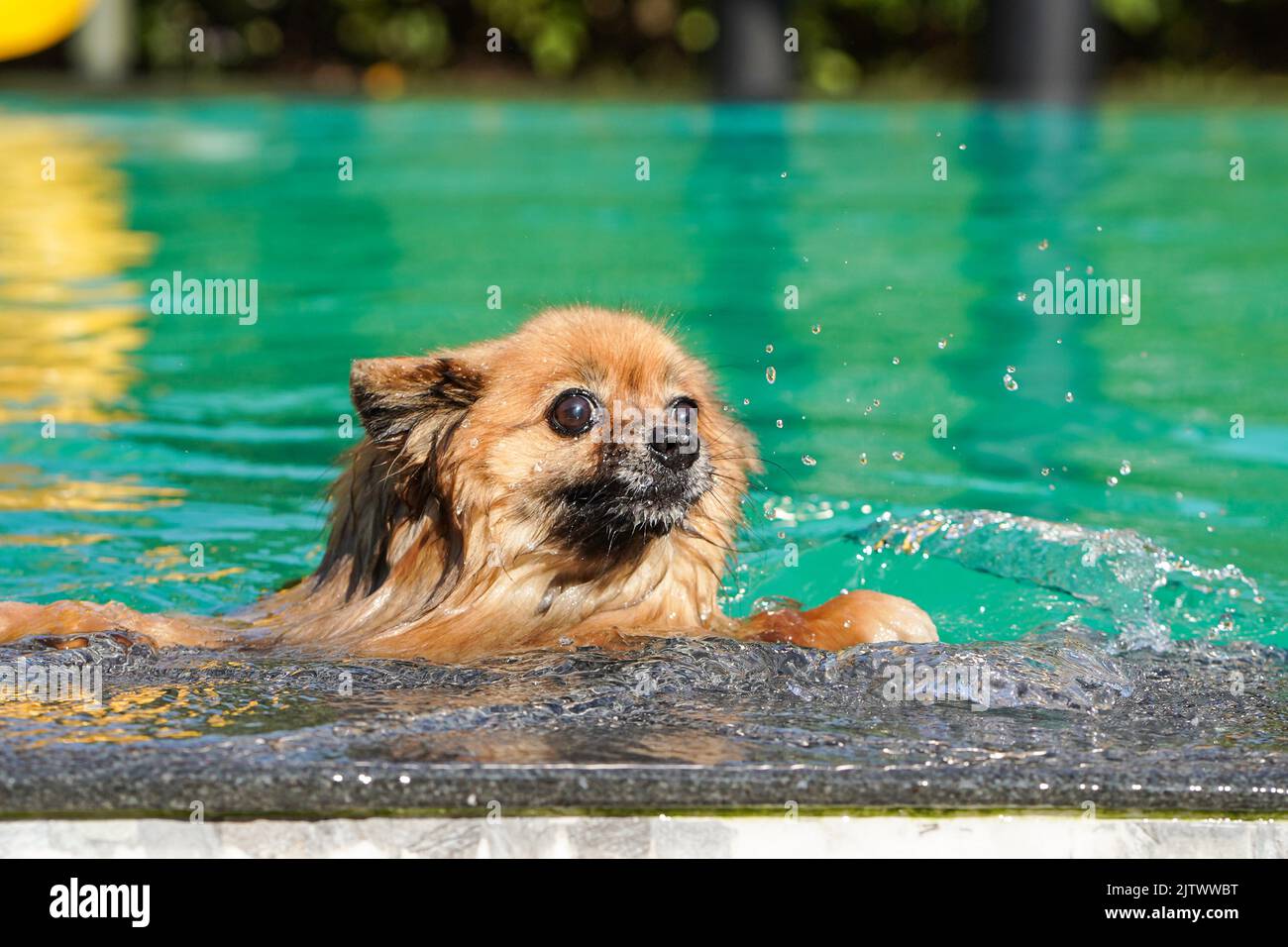 Der pommersche Hund schwimmend im grünen Pool am Nachmittag mit Wasserspritzern. Stockfoto