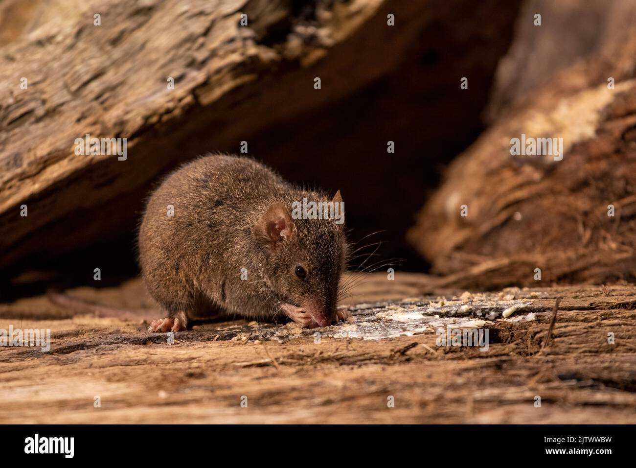 Ein wilder Antechinus, der Reste von Baumrinde frisst. Gembrook Victoria Australien. Stockfoto