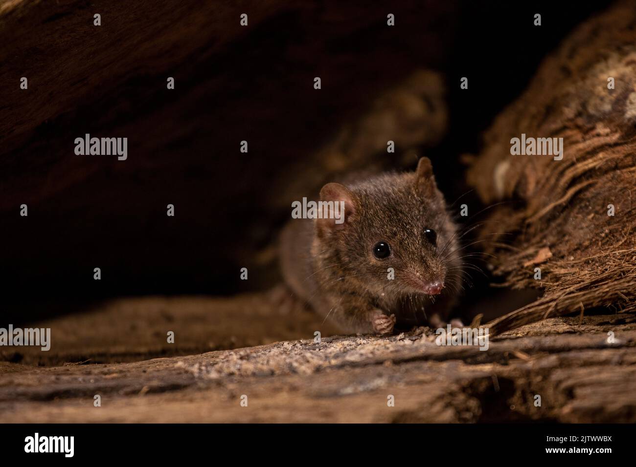 Wilde Beutelmaus genannt Vortechinus im Wald, mit erhobenem Vorderarm nach vorne schauend. Stockfoto