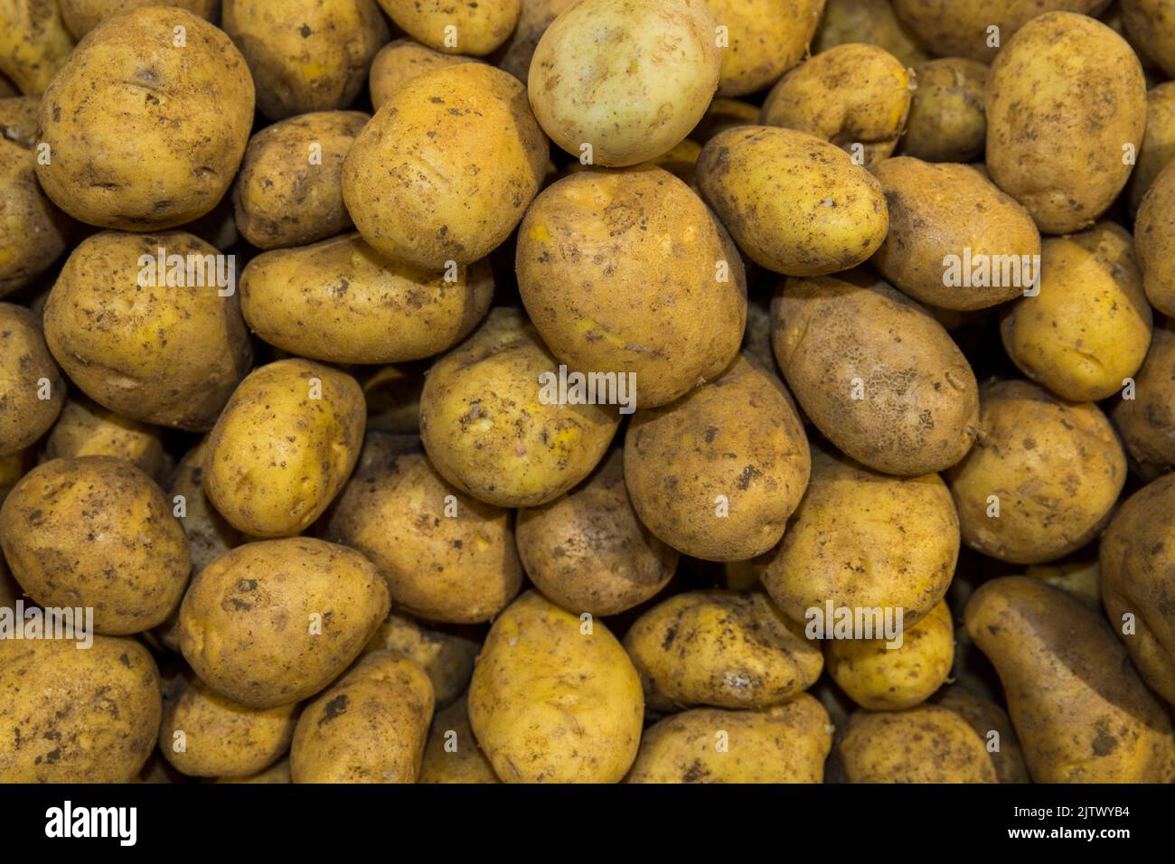 Nahaufnahme einer Schachtel Kartoffeln in einem Supermarkt.Foto: David Rowland / One-Image.com Stockfoto