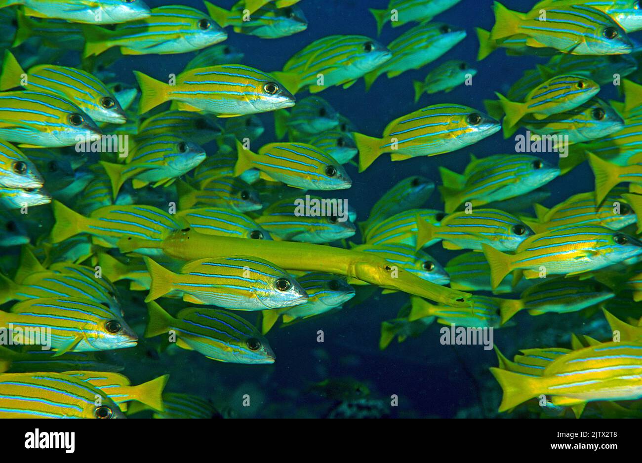 Camouflage, Yellow Trumpetfish (Aulostomus chinensis) schwimmt zwischen einem schulenden Blaustriped Snapper (Lutjanus kasmira), Malediven, Indischer Ozean, Asien Stockfoto