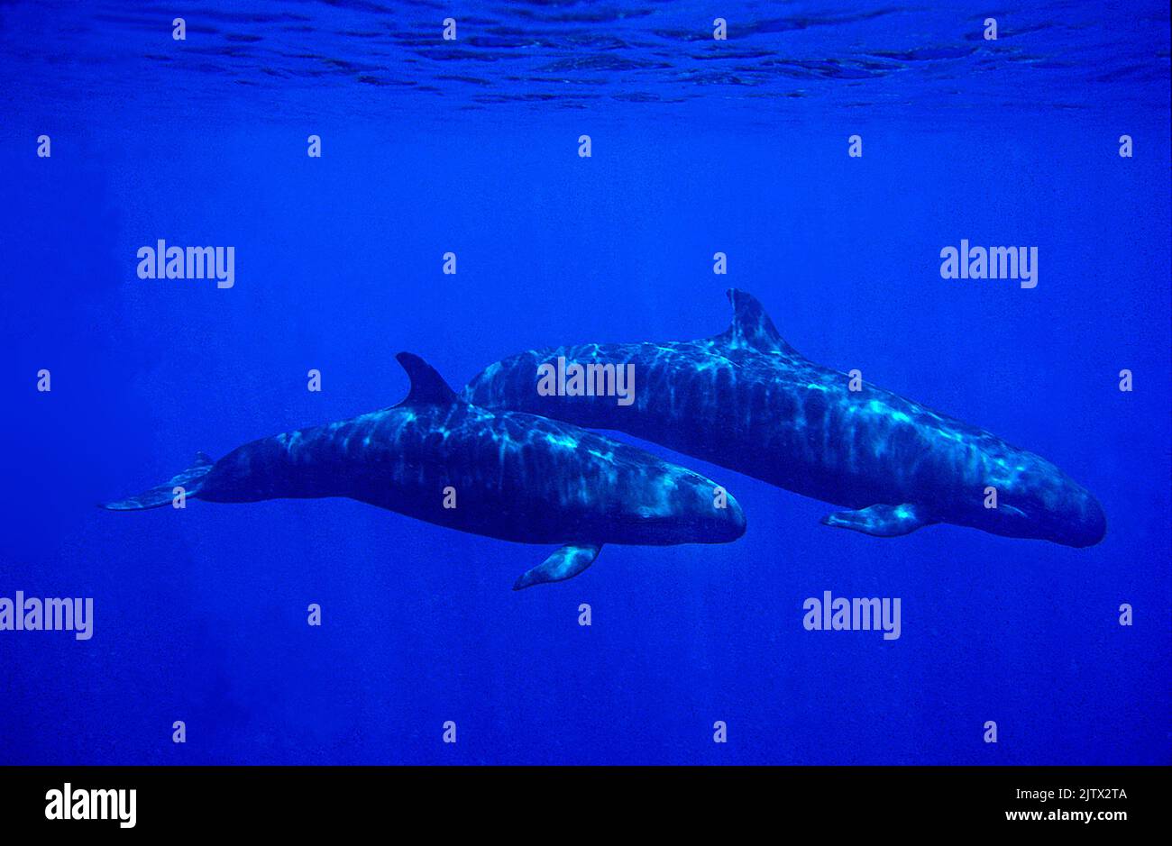 Melone-Headed Wale (Peponocephala electra), Paar in blauem Wasser, Ari-Atoll, Malediven, Indischer Ozean, Asien Stockfoto