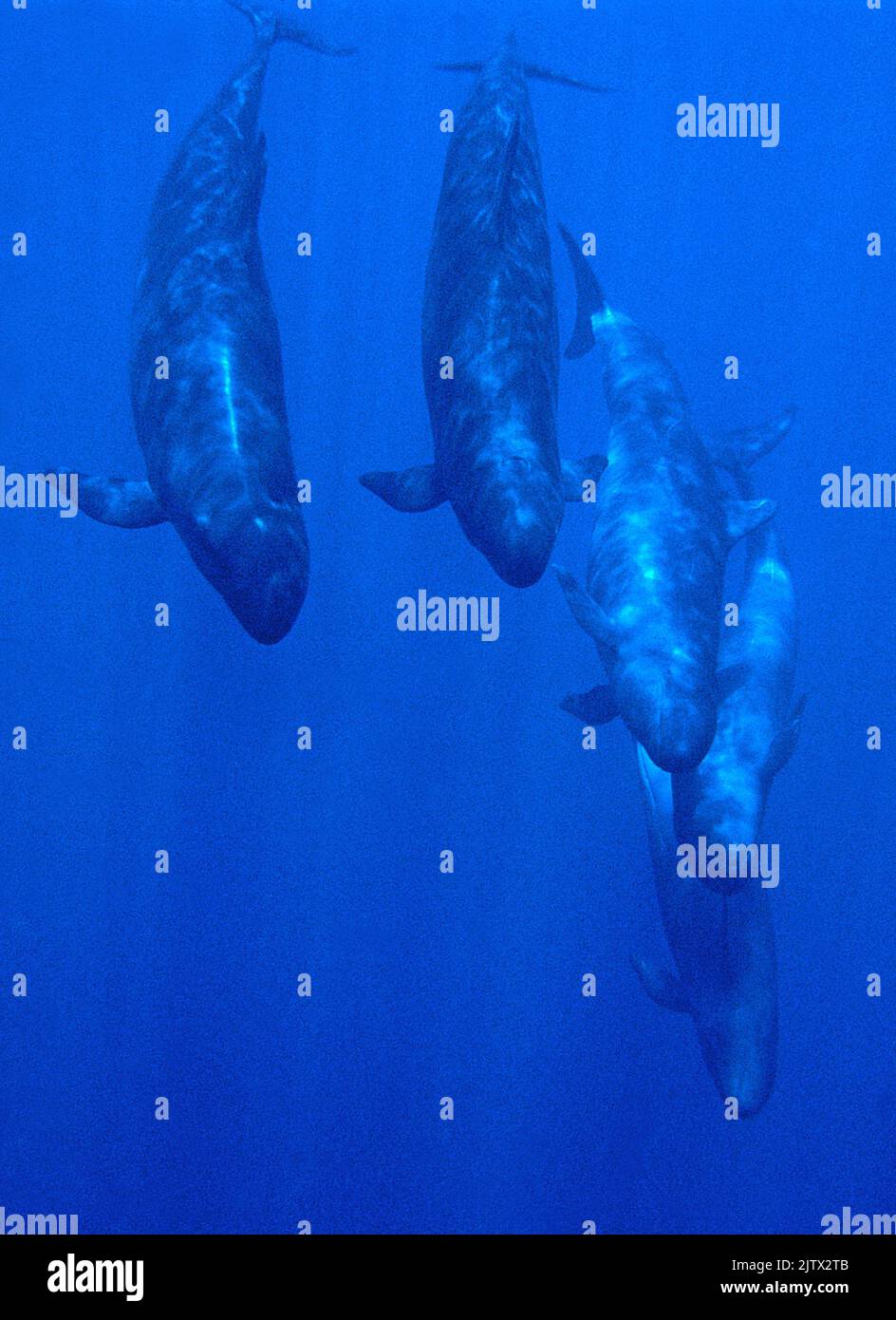 Melone-Headed Wale (Peponocephala electra), Tauchgruppe, Ari Atoll, Malediven, Indischer Ozean, Asien Stockfoto