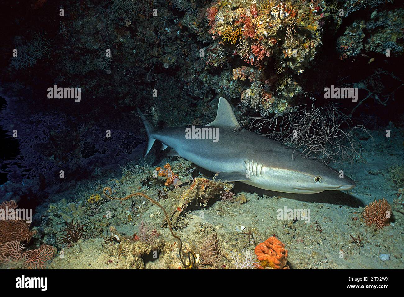 Grauer Riffhai (Carcharhinus amblyrhynchos), unter einem Riffüberhang, Malediven, Indischer Ozean, Asien Stockfoto