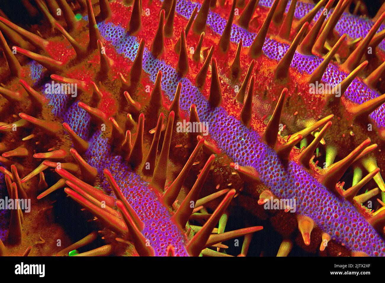 Stacheln eines Dornenkrons Starfish (Acanthaster planci), der Seestern ist ein Korallenriff Raubtier, bedeckt mit sehr scharfen und giftigen Stacheln, Malediven Stockfoto