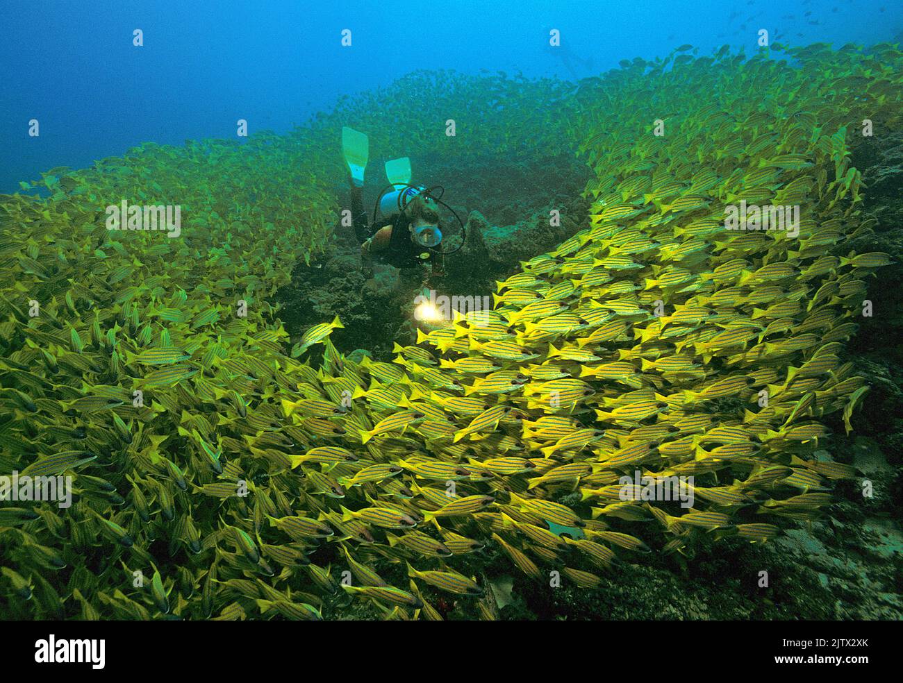 Taucher in einem großen Schulunterricht Bluestripe Snapper (Lutjanus kasmira), Ari Atoll, Malediven, Indischer Ozean, Asien Stockfoto