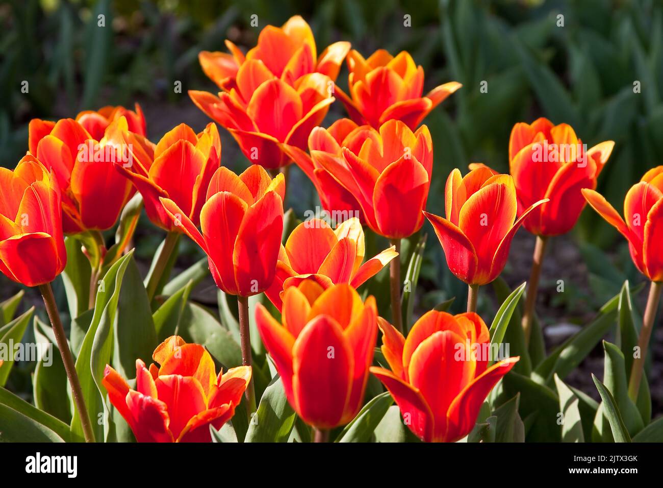 Rote Tulpen Stockfoto