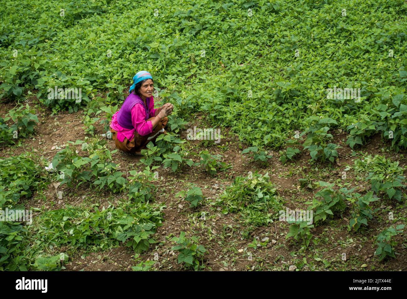 Juli 18. 2021. uttarakhand Indien. Eine gebürtige Bäuerin aus dem Himalaya-Gebiet, die auf dem Feld mit grünem Gemüse und Blättern bepflanzt ist. Stockfoto