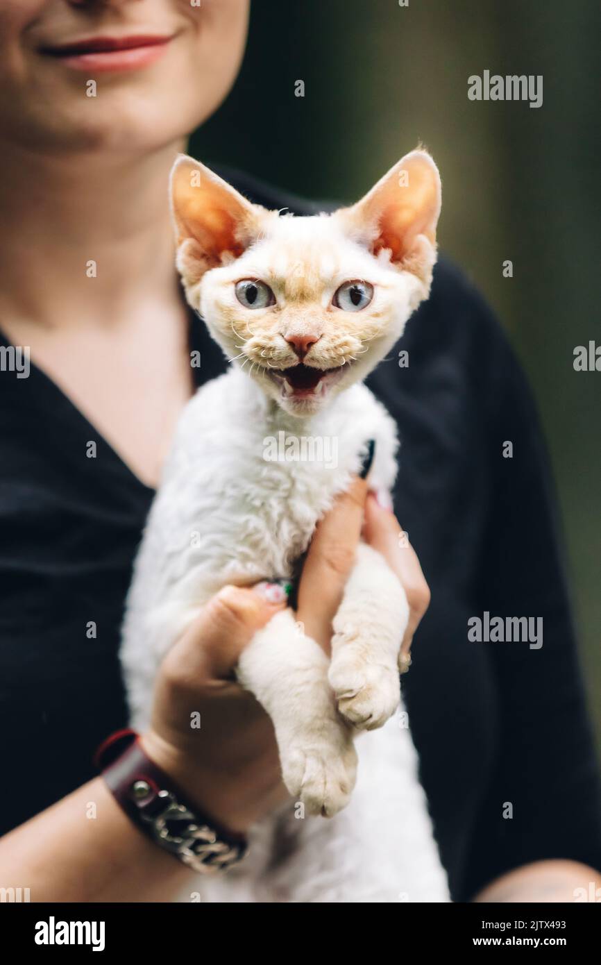 Gehorsam Devon Rex Katze Mit Weißem Pelz Farbe Miaut, Während Auf Den Händen Sitzen. Neugierig Verspielt Lustig Hübsch Schön Devon Rex Katze Blick Auf Kamera. Katzen Stockfoto