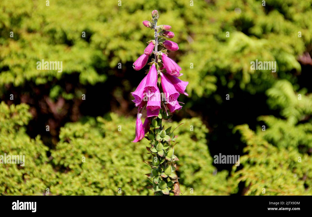 Rosa Fuchshandschuh, wilde Blumen auf dem Feld, auf verschwommenem grünem Laubhintergrund, Sao Miguel Island, Azoren, Portugal Stockfoto