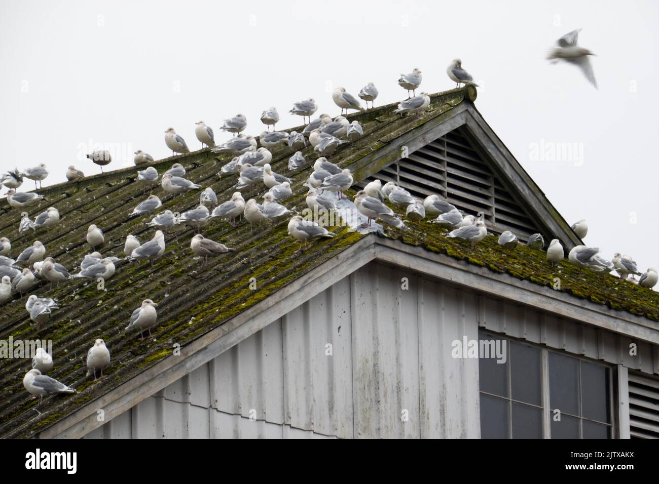 Möwen auf einem Dach in Steveston, Richmond, BC, Kanada. Stockfoto