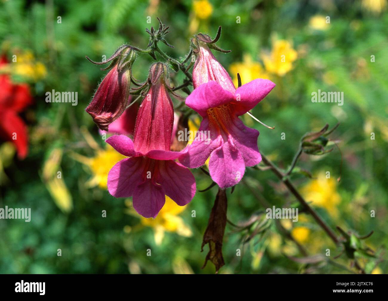 Alonsoa warscewiczii ist eine einjährige oder mehrjährige Pflanze, die in Peru beheimatet ist. Blumendetail. Stockfoto