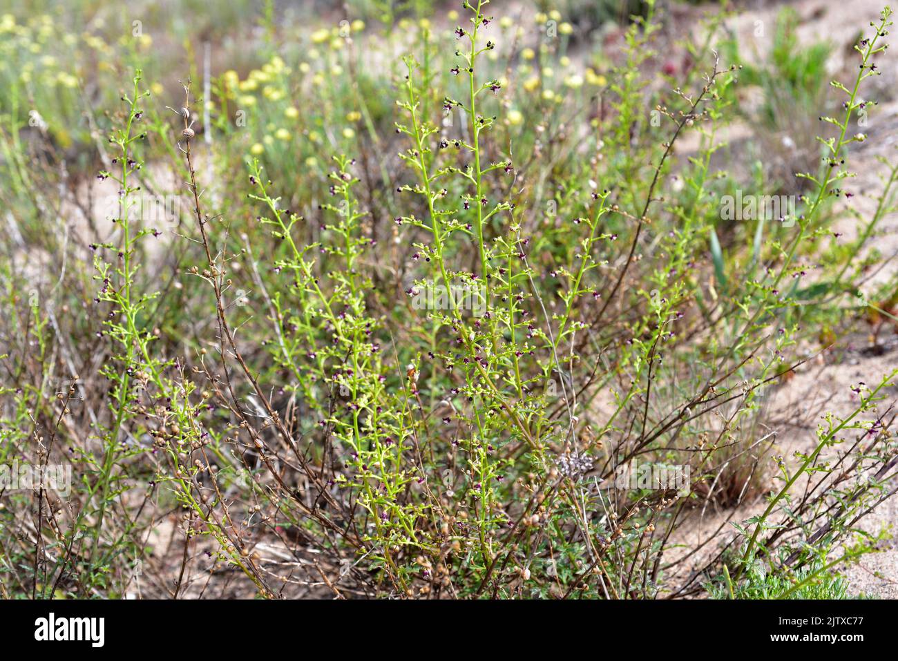 Ruda canina (Scrophularia canina) ist eine mehrjährige Pflanze, die im Mittelmeerraum und Portugal beheimatet ist. Dieses Foto wurde in Pals, Girona, Katalonien, Stockfoto
