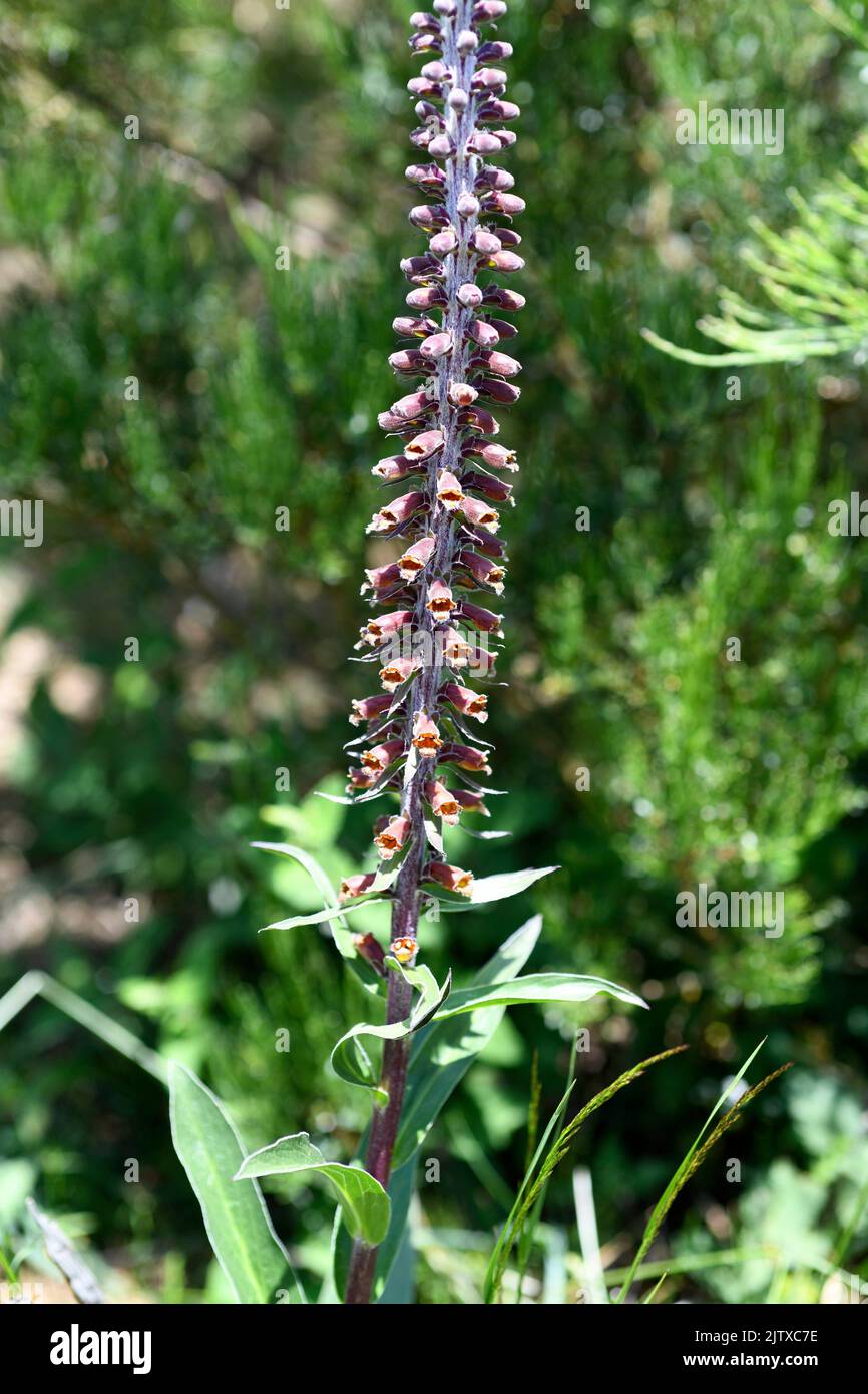 Kleinblühiger Fuchshandschuh (Digitalis parviflora) ist eine giftige, zweijährige oder mehrjährige Pflanze, die im Zentrum und im Norden Spaniens endemisch ist. Dieses Foto wurde aufgenommen in Stockfoto