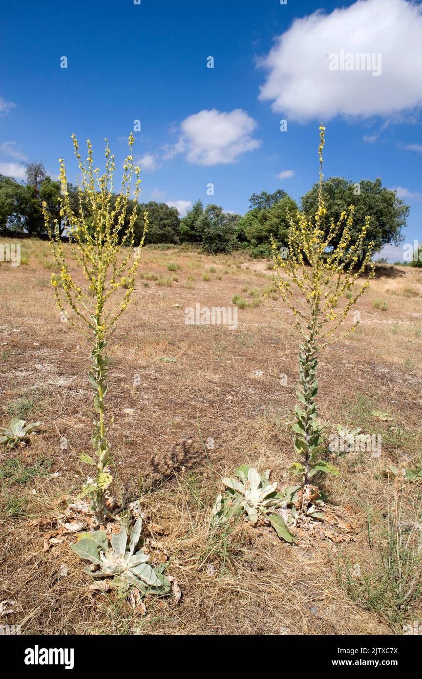 Hoary Königskerze (Verbascum pulverulentum) ist eine zweijährige Pflanze, die in Südwesteuropa beheimatet ist. Dieses Foto wurde im Naturpark Arribes del Duero aufgenommen, Stockfoto