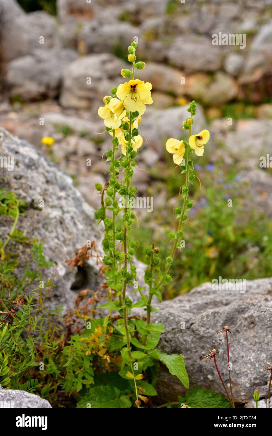 Gordolobo de Creta (Verbascum creticum) ist eine zweijährige Pflanze, die in Teilen des Mittelmeerbeckens beheimatet ist. In Spanien ist nur auf den Balearen vorhanden. Dies Stockfoto