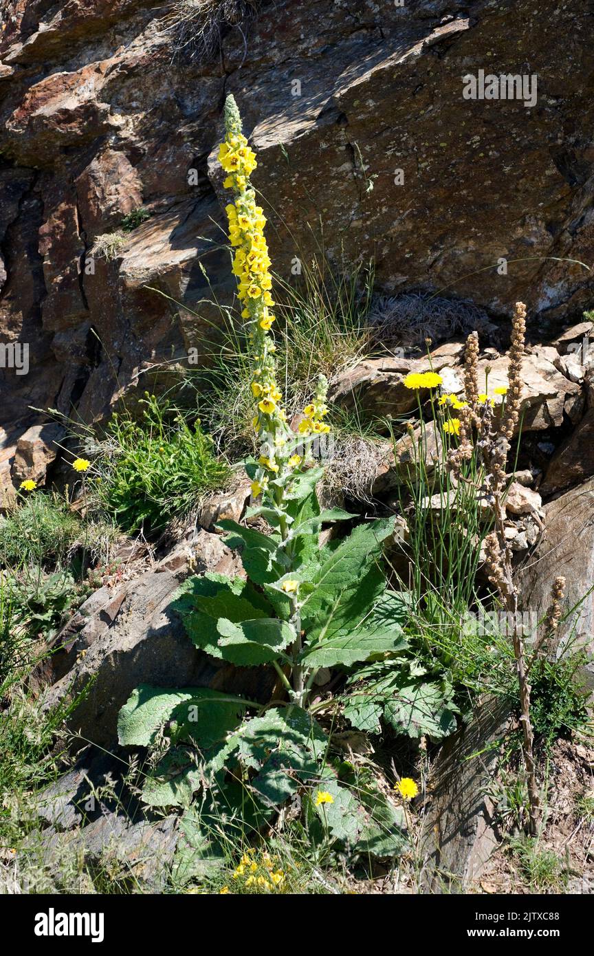 Gemeine Königskerze (Verbascum thapsus) ist eine zweijährige Heilpflanze, die in Eurasien und Nordafrika beheimatet ist. Dieses Foto wurde in der Biosphäre von Montseny aufgenommen Stockfoto