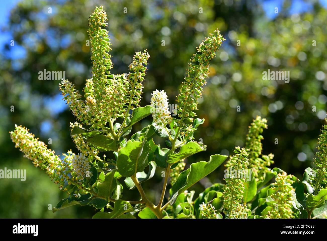 Corontillo (Escallonia pulverulenta) ist ein mehrjähriger Strauch, der in Zentralchile beheimatet ist. Blumen und junge Früchte Detail. Stockfoto