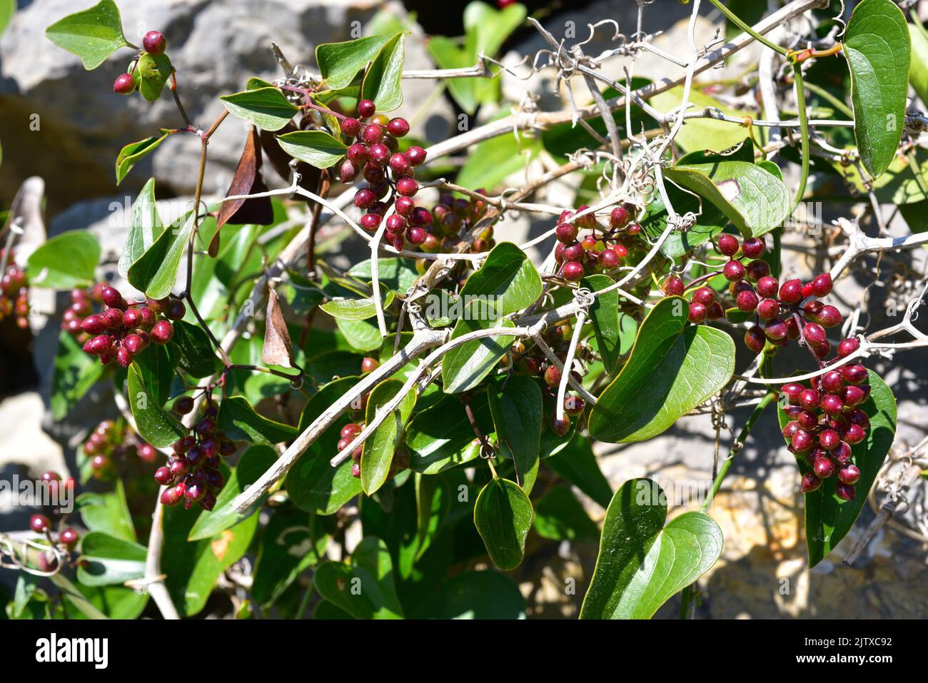 Raue Bindweed oder Sarsaparille (Smilax aspera) ist eine stachelige Kletterpflanze, die in Südeuropa, Zentralafrika und Asien beheimatet ist. Dieses Foto wurde aufgenommen in Stockfoto