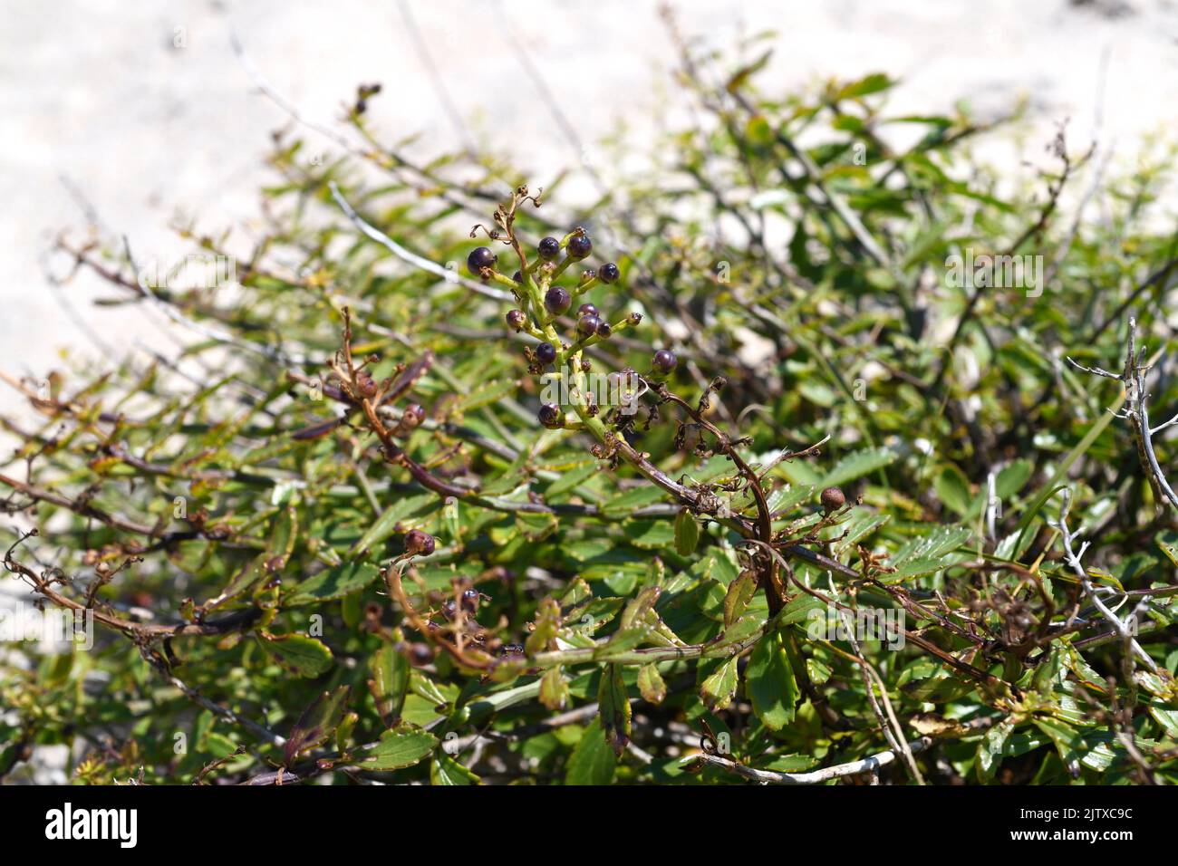 Escrofularia perruna (Scrophularia frutescens) ist ein Substrauch, der auf der westlichen iberischen Halbinsel, an den Küsten Andalusiens und im Nordwesten Afrikas beheimatet ist. Dies Stockfoto