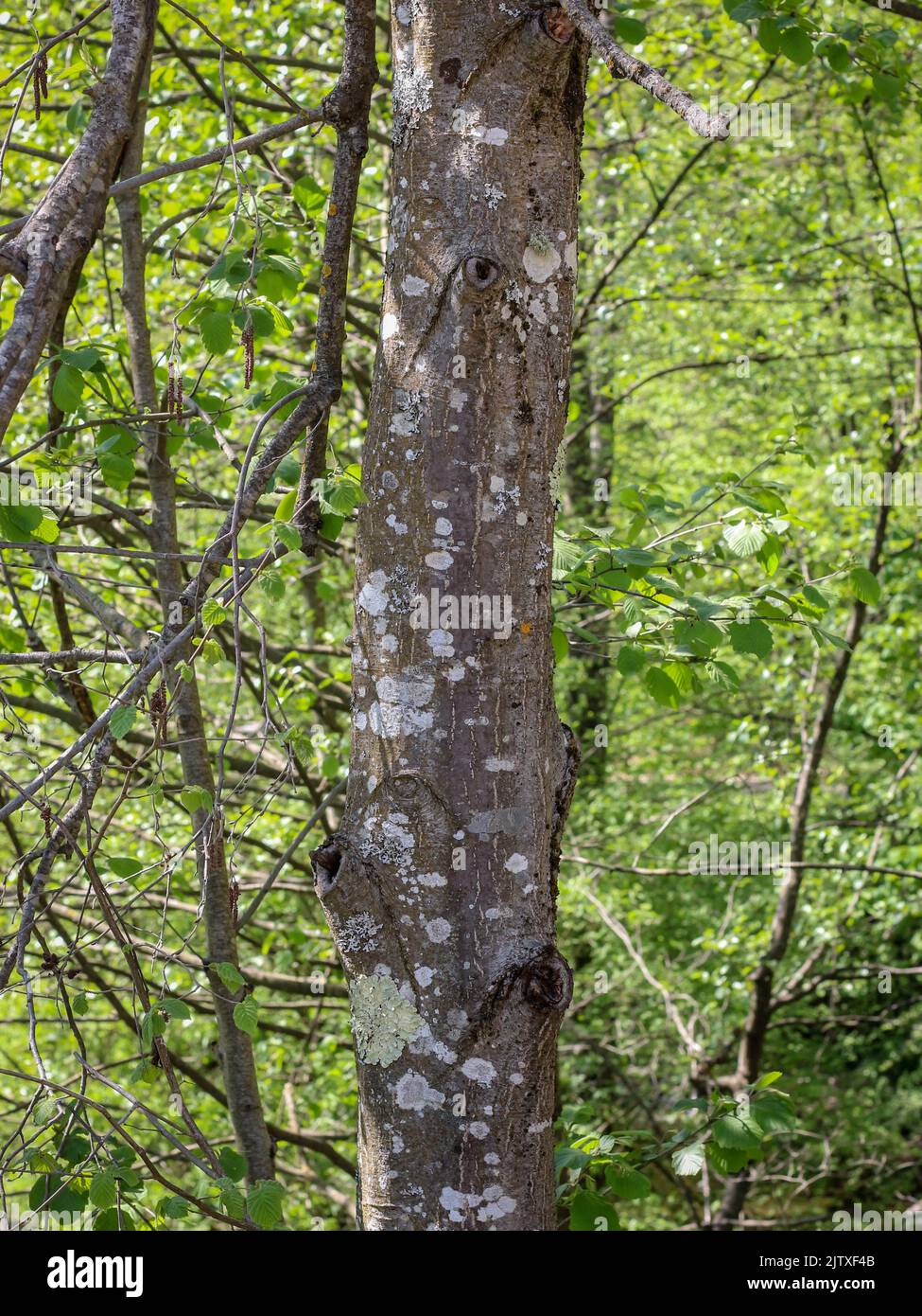 Rinde der Grauerle (lateinischer Name: Alnus incana) in Westserbien Stockfoto