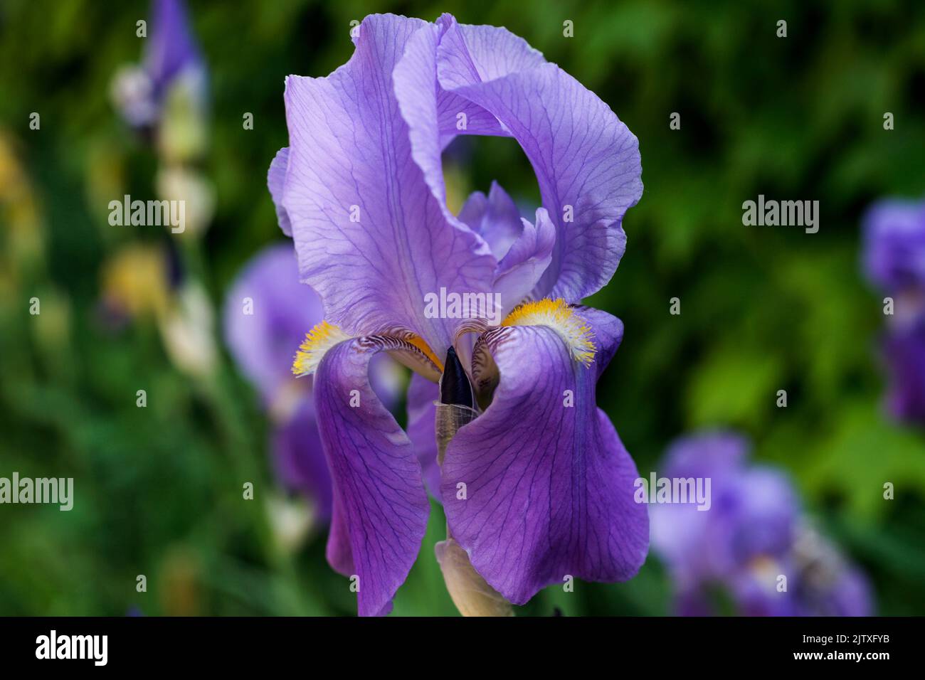 Blaue bärtige Iris, Teleobjektiv. SigurtÃ Garden Park (Parco Giardino SigurtÃ), Via Cavour, Valeggio Sul Mincio, Metropolregion Verona, Venetien Stockfoto