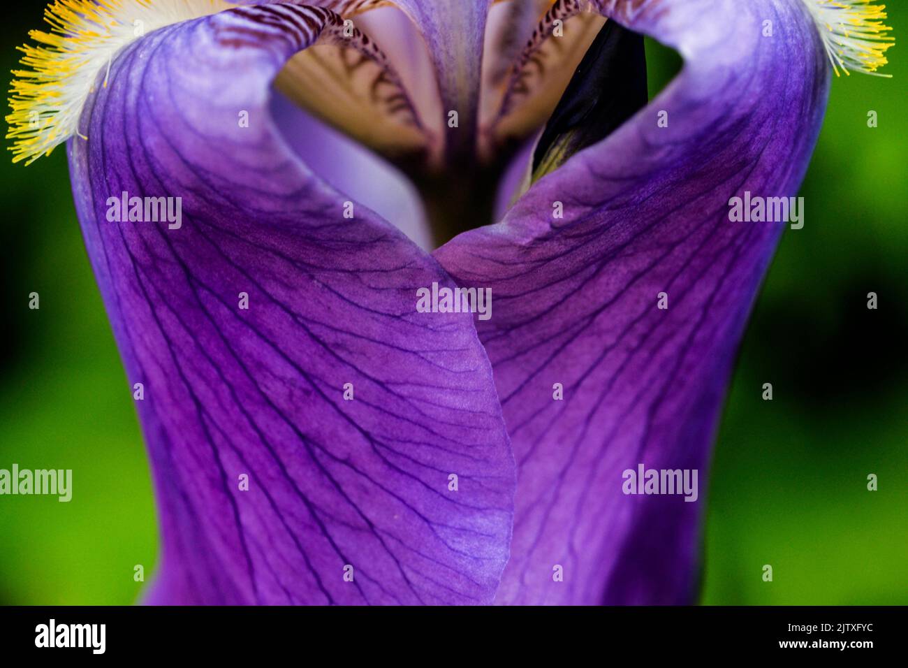 Detail einer blauen bärtigen Iris. SigurtÃ Garden Park (Parco Giardino SigurtÃ), Via Cavour, Valeggio Sul Mincio, Metropolregion Verona, Venetien Stockfoto