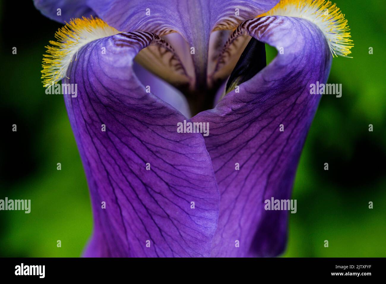 Detail einer blauen bärtigen Iris. SigurtÃ Garden Park (Parco Giardino SigurtÃ), Via Cavour, Valeggio Sul Mincio, Metropolregion Verona, Venetien Stockfoto