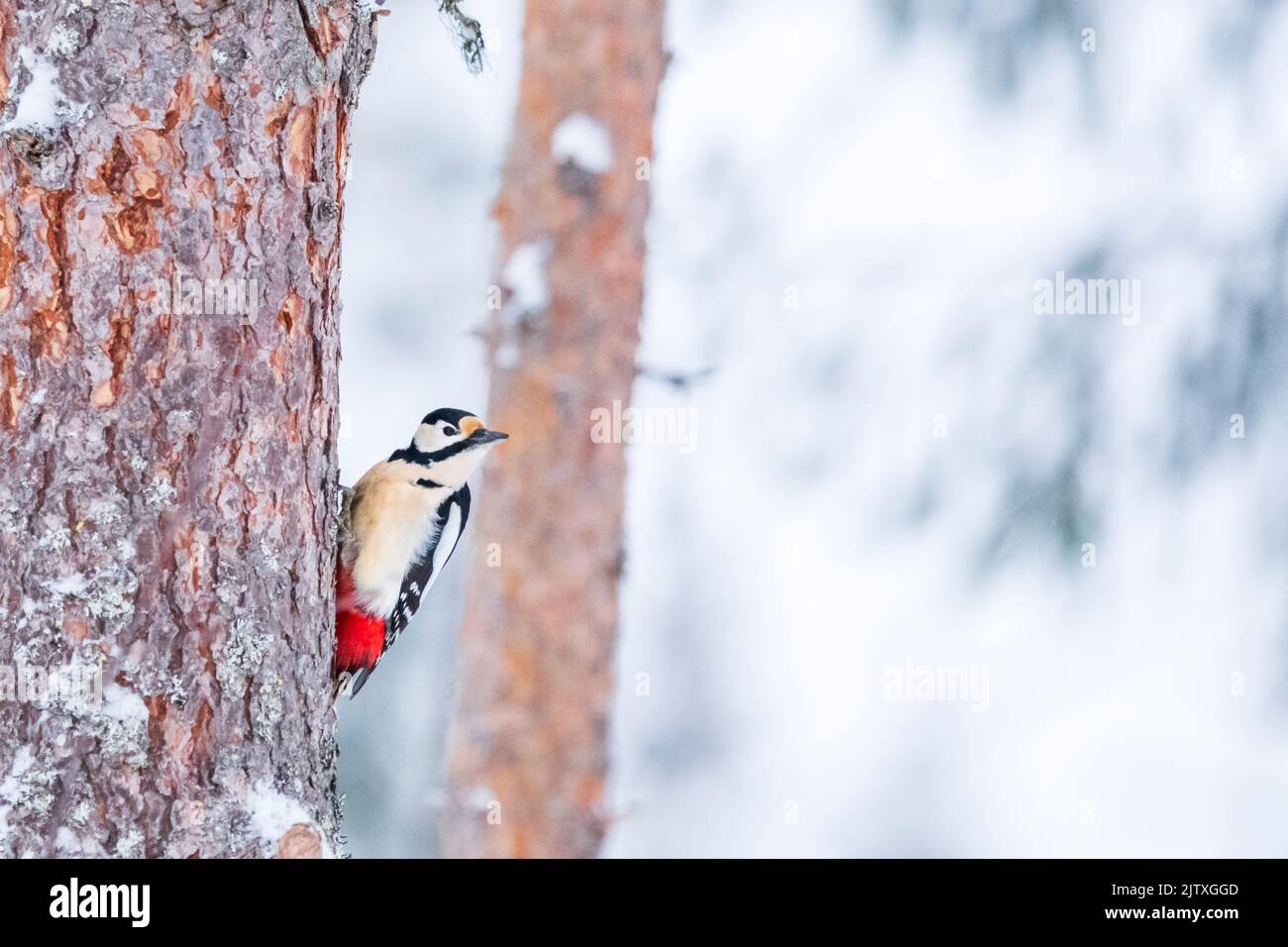 Ein Buntspecht, der auf einem Baum in Kuusamo, Finnland, thront Stockfoto