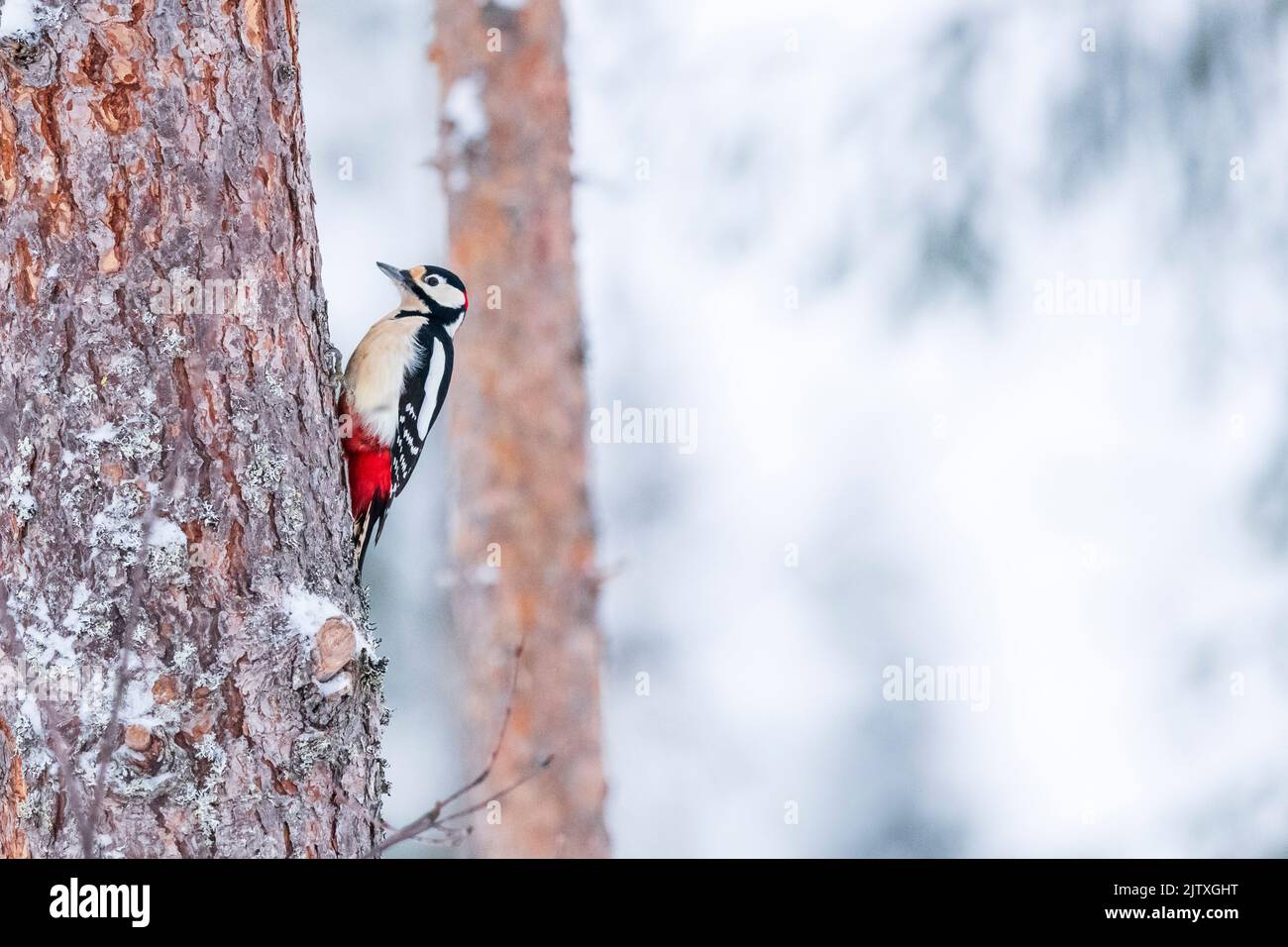 Ein Buntspecht, der auf einem Baum in Kuusamo, Finnland, thront Stockfoto