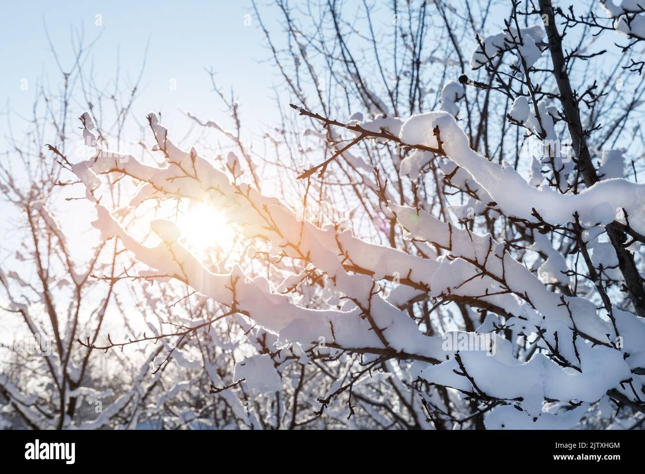 Szenische Nahaufnahme abstrakter Ansicht von schneebedeckten Baumzweigen im Hinterhof Ziergarten mit Hintergrundbeleuchtung durch warme Sonnenlichter blauer Himmel Hintergrund Stockfoto
