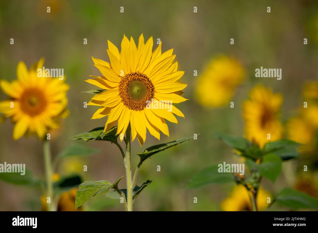 Gewöhnliche Sonnenblumen in der Sonne Stockfoto